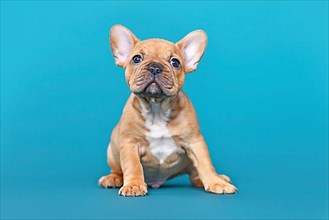 Red fawn French Bulldog dog puppy on blue background