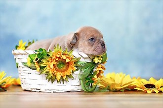 Small French Bulldog dog puppy lying in white basket with sunflowers