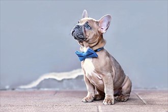 Blue red fawn French Bulldog dog puppy with blue bow tie in front of gray wall with copy space