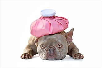 Sick lilac French Bulldog dog with ice bag on head