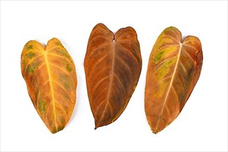 Three yellow withered leaves of 'Philodendron Melanochrysum' houseplant on white background