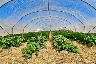 Tunnel dome greenhouse with rows of strawberry fruit plants under