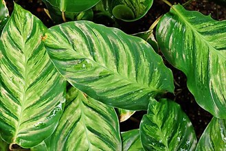 Exotic 'Calathea Louisae' plant with multicolored green stripe pattern on leaves