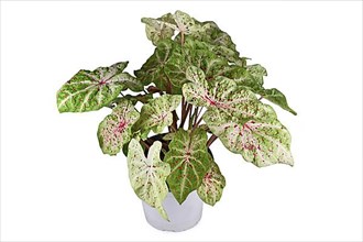 Exotic 'Caladium Miss Muffet' houseplant with pink and green leaves with red dots in pot on white background