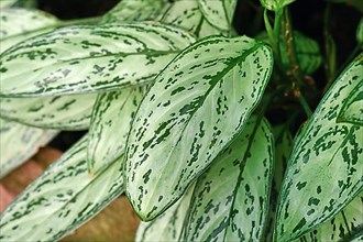 Leaf of tropical 'Aglaonema Commutatum Silver Queen' plant with beautiful silver markings