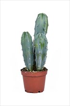 Bluish Cactus
