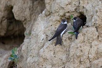 Sand martin