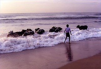 A Man bathing Buffaloes in Marina beach