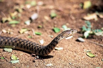 Indian Checkered keelback water snake