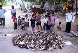 A boy herding a flock of ducklings