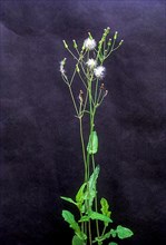 Medicinal plant Hirankhuri