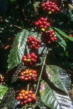 Fruits of Coffee plant