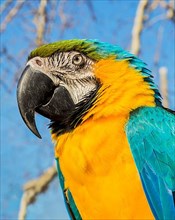 Portrait of macaw parrot on natural bacground