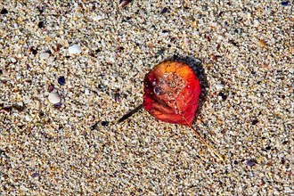 Yellowed red leaf and fallen into the sand of the beach