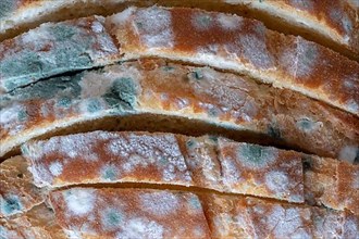 Macro view of moldy bread slices