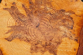 Patterns in section detail from pine tree trunk