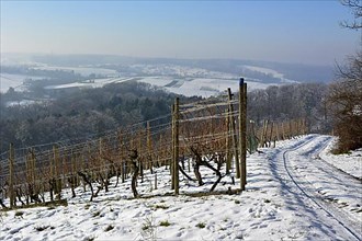 D. BW. Vineyard with snow and hoarfrost at the Aschberg between Oelbronn and Maulbronn. Field path