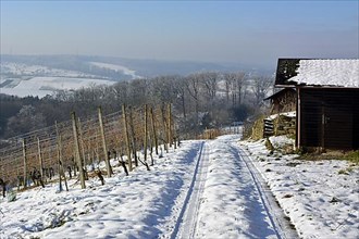 D. BW. Vineyard with snow and hoarfrost at the Aschberg between Oelbronn and Maulbronn. Vineyard hut with snow