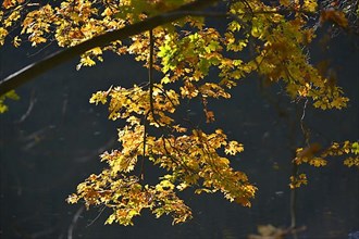 Maulbronn Tiefersee in autumn