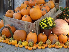 Pumpkin exhibition