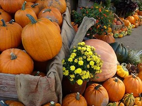 Pumpkin exhibition