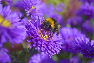 Bumblebee with autumn asters in the garden
