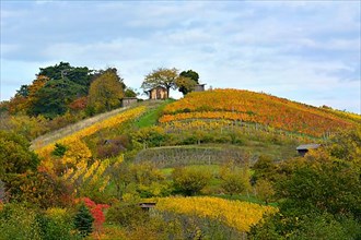 BW. near Sulzfeld colourful vineyards in autumn