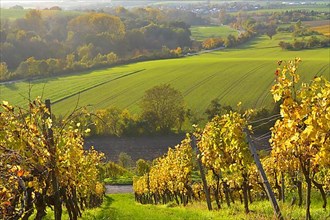 BW. near Kuernbach colourful vineyards in autumn