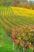 BW. near Sternenfels colourful vineyards in autumn