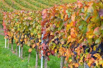 BW. near Sternenfels colourful vineyards in autumn