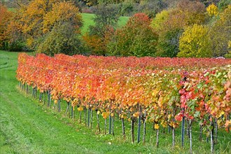 BW. near Sternenfels colourful vineyards in autumn