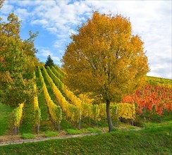 BW. near Sternenfels colourful vineyards in autumn