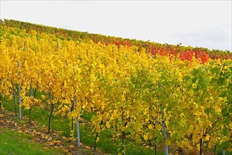 BW. near Sternenfels colourful vineyards in autumn