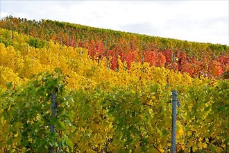 BW. near Sternenfels colourful vineyards in autumn