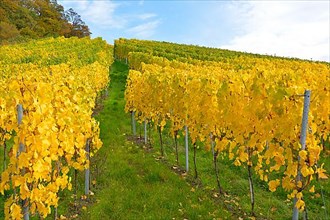 BW. near Sternenfels colourful vineyards in autumn