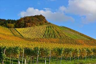 Colourful vineyards in autumn