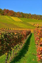 Colourful vineyards in autumn