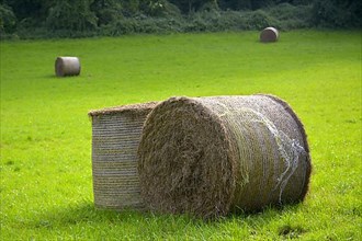 Hay bales in the meadow