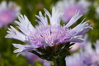 Cornflower Aster
