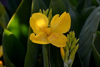 Canna yellow flowering in the garden