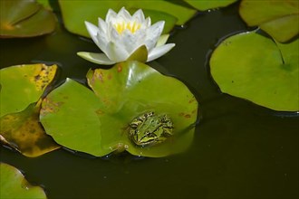 Water frog near white water lily in garden pond