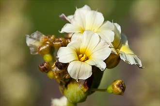 Pale yellow-eyed grass