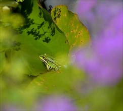 Water frog on lily pad in pond