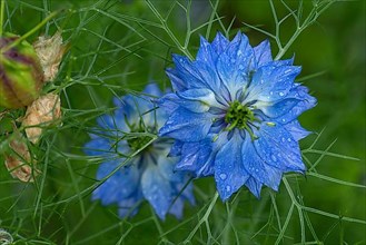 Love-in-a-mist