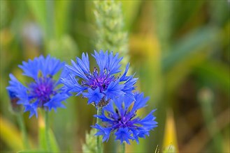 Cornflowers
