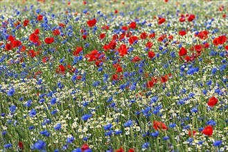 Field with poppy flowers