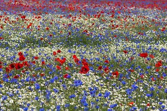 Field with poppy flowers