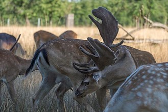 Fallow deer