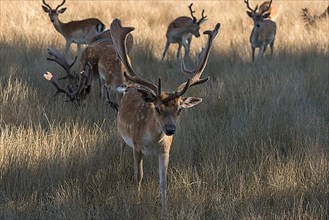 Fallow deer