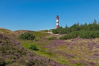 Flowering heather
